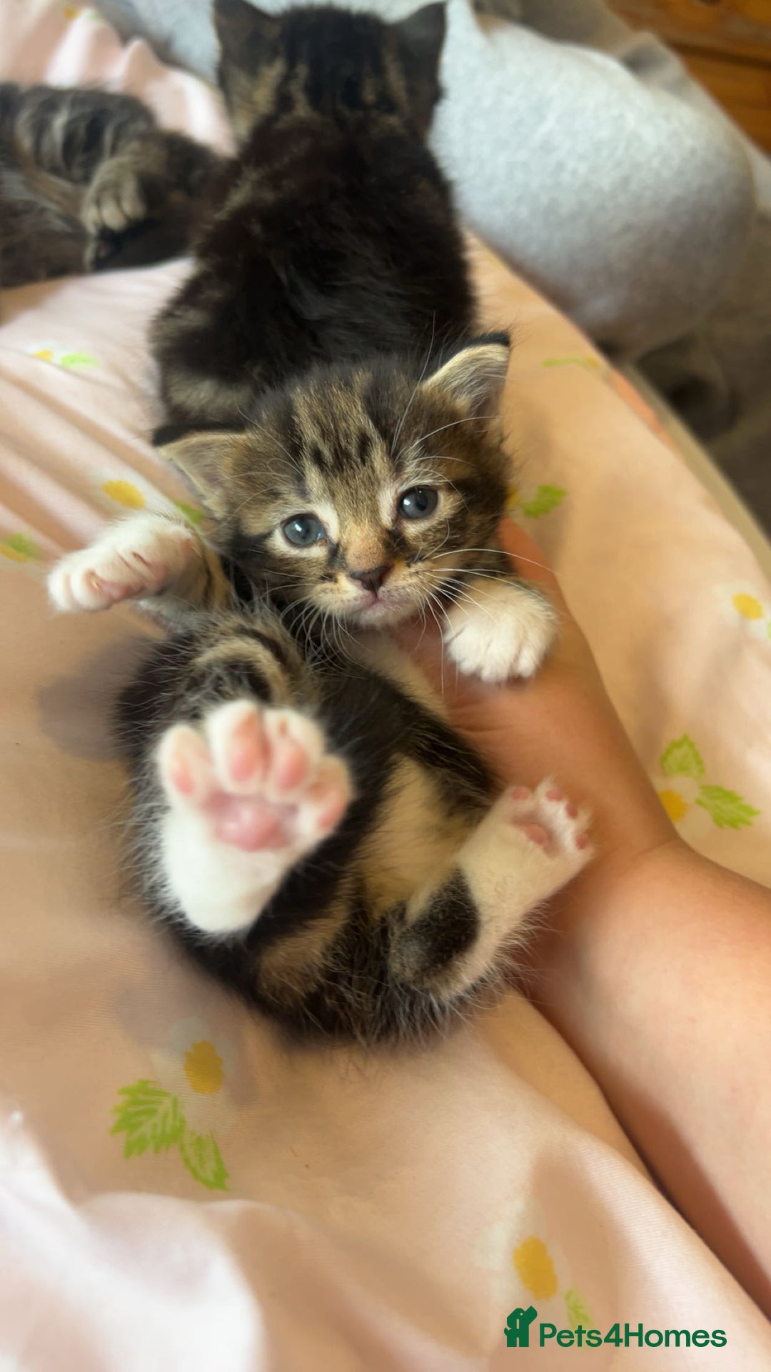 Mixed Breed cats for sale: Mixed breed fluffy kittens.  - Image 9
