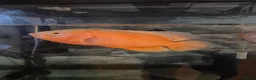 Plecos fish for sale: Tropical fish, Bristlenose, Lemons, Albino, - Advert 5