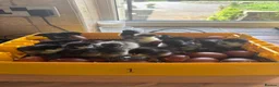 Mixed Breed birds for sale: Barley Top Poultry  in Burnley - Advert 1