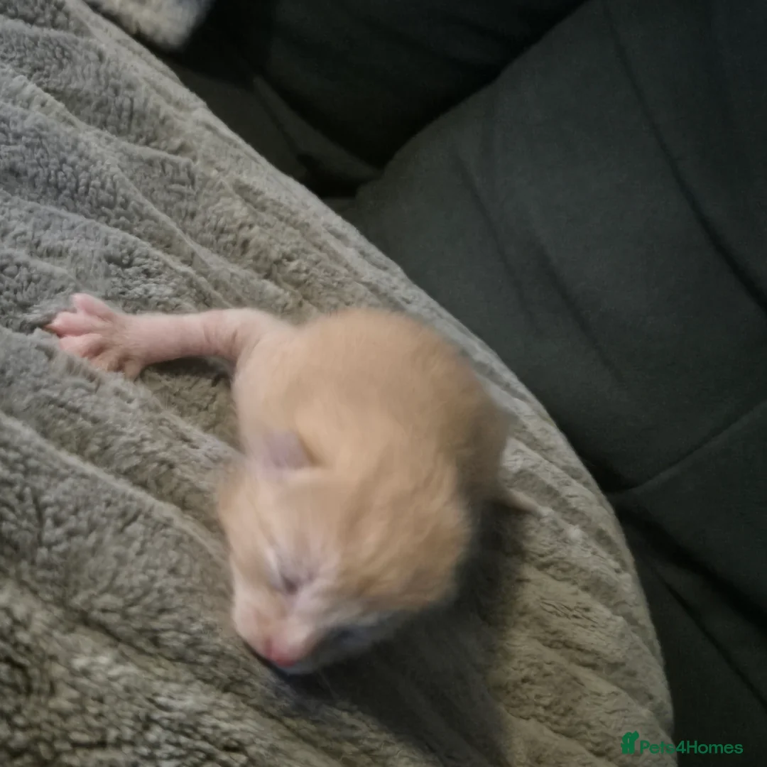 Bengal cats for sale: Kittens  in Chorley - Advert 2