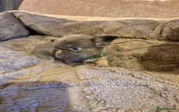 French Bulldog dogs for sale: Kc reg Fluffy Frenchies Ready Now  - Image 4