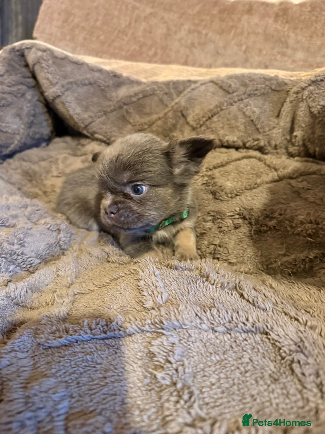 French Bulldog dogs for sale: Kc reg Fluffy Frenchies Ready Now  - Image 4