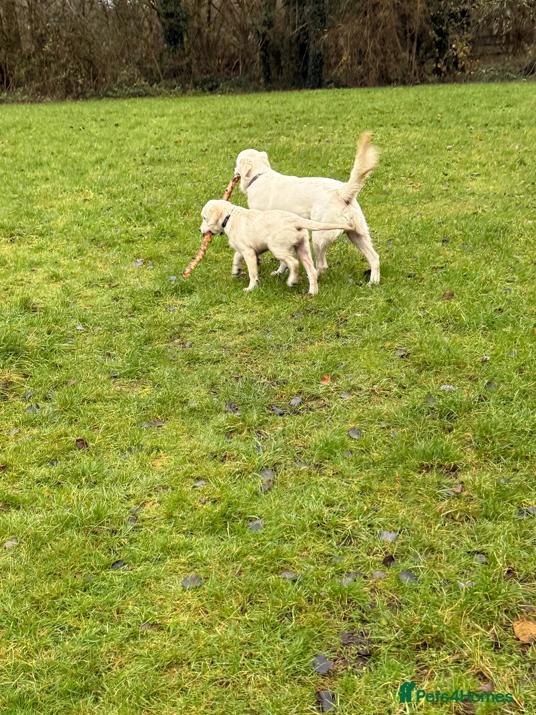 Golden Retriever dogs for sale: 2 Male golden retrievers for rehoming - Advert 12