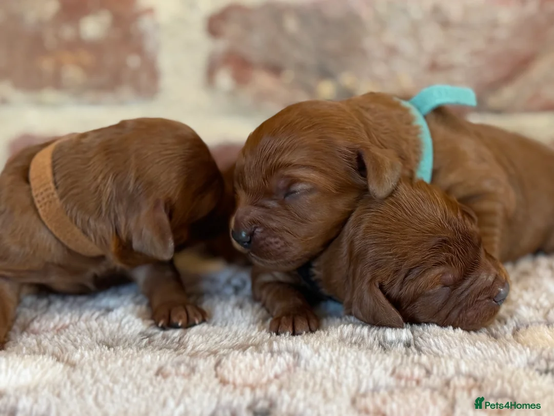 Cavapoo dogs for sale: F1 cavapoos  - Advert 12