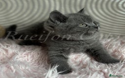British Shorthair cats for sale: Adorable British Shorthair kittens GCCF registered - Image 12