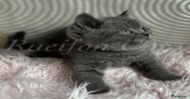 British Shorthair cats - Advert 1