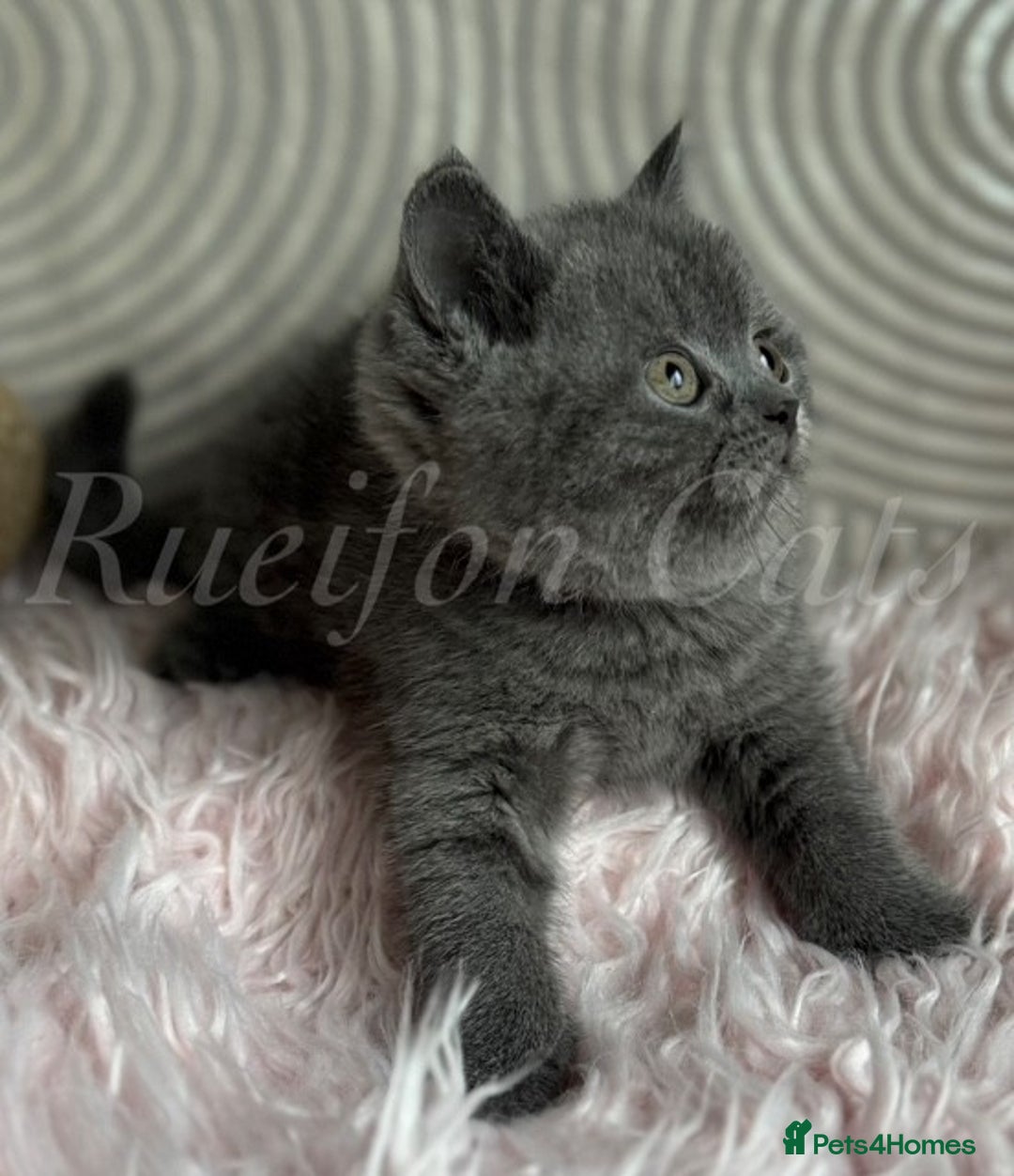 British Shorthair cats for sale: Adorable British Shorthair kittens GCCF registered - Image 12