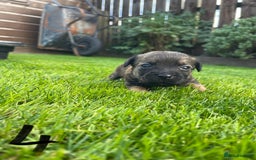Border Terrier dogs for sale: Border Terrier Puppies  - Image 14