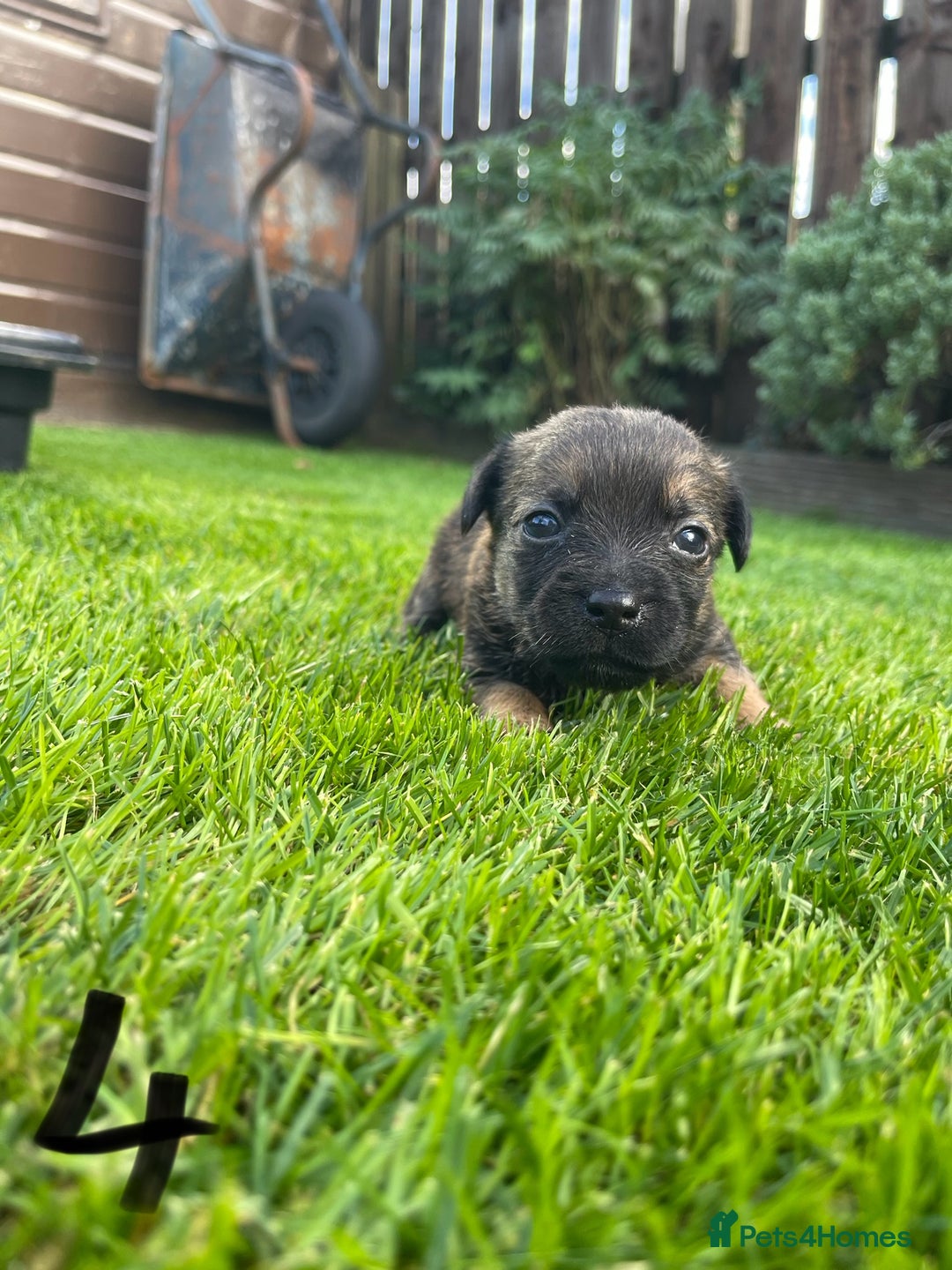 Border Terrier dogs for sale: Border Terrier Puppies  - Image 14