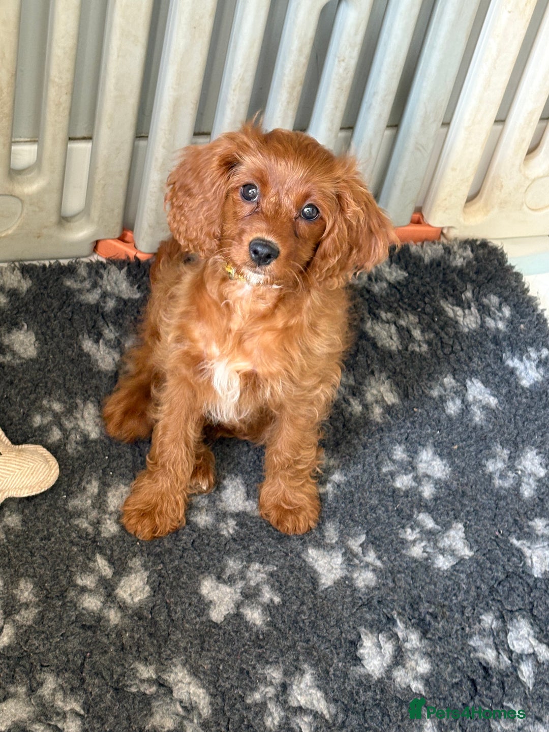 Cavapoo dogs for sale: Last pup left! F1 Cavapoo boy - Image 7