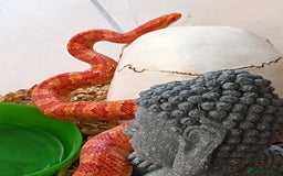 Corn Snake reptiles for sale: 🔥 🌽 🐍 Flame colour corn snake 🐍 🌽 🔥 - Image 3