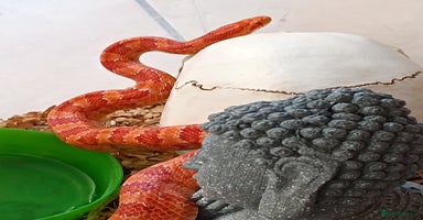 Corn Snake reptiles - Advert 11