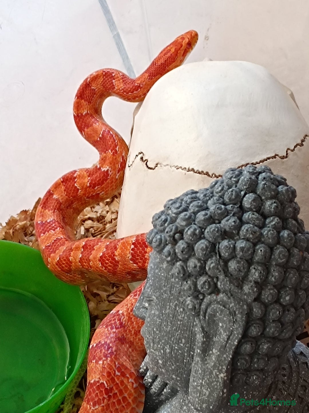 Corn Snake reptiles for sale: 🔥 🌽 🐍 Flame colour corn snake 🐍 🌽 🔥 - Image 3