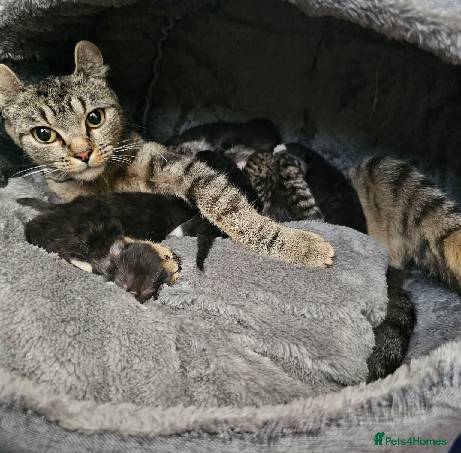 Mixed Breed cats Sphynx cross kittens x6 - Advert 2
