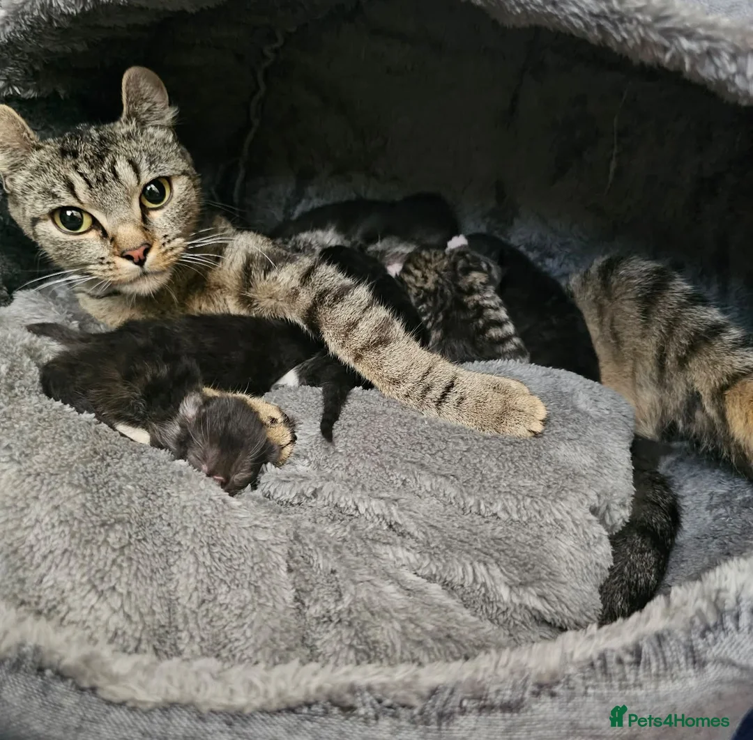Mixed Breed cats for sale: Sphynx cross kittens x6 - Advert 1