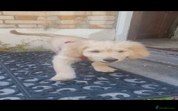 Goldendoodle dogs for sale: F1 Golden doodles by Varity Doodles  - Image 5