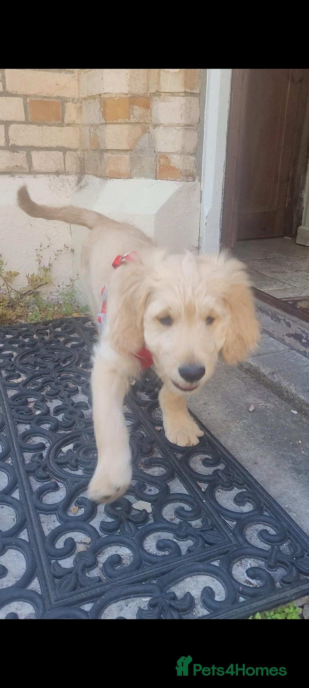 Goldendoodle dogs for sale: F1 Golden doodles by Varity Doodles  - Image 5