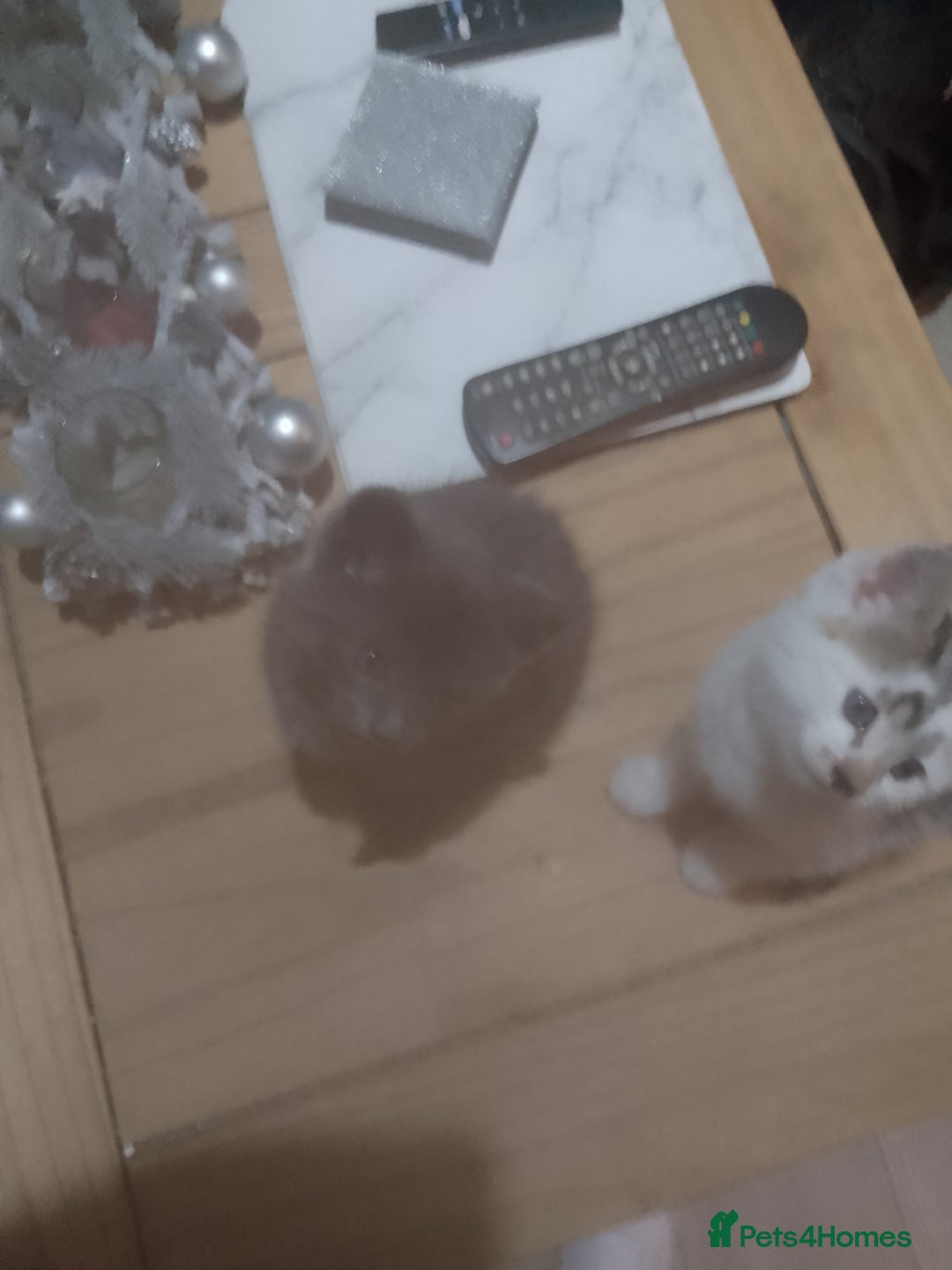 Mixed Breed cats for sale: Beautiful kittens  - Advert 18