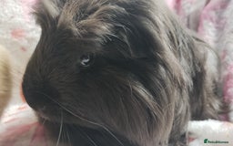 Guinea Pig rodents for sale: Beautiful black cornet and californian boys ready  - Image 4