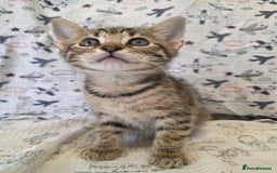 Maine Coon cats for sale: Maine coon x kittens - Image 7