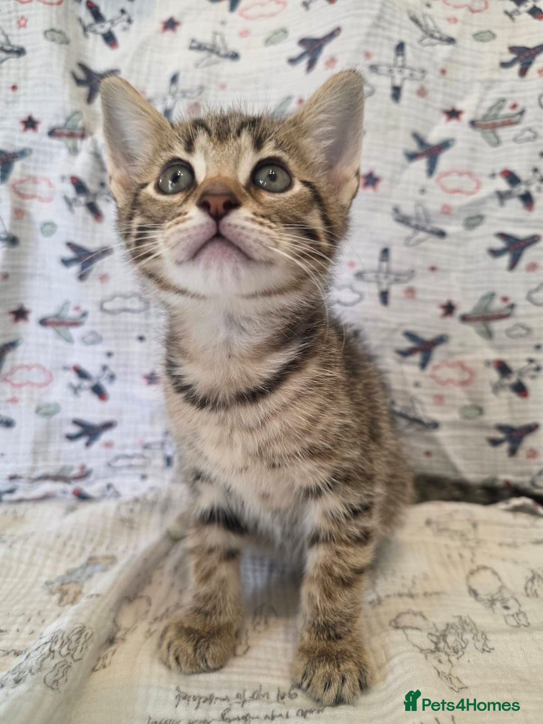 Maine Coon cats for sale: Maine coon x kittens - Image 7