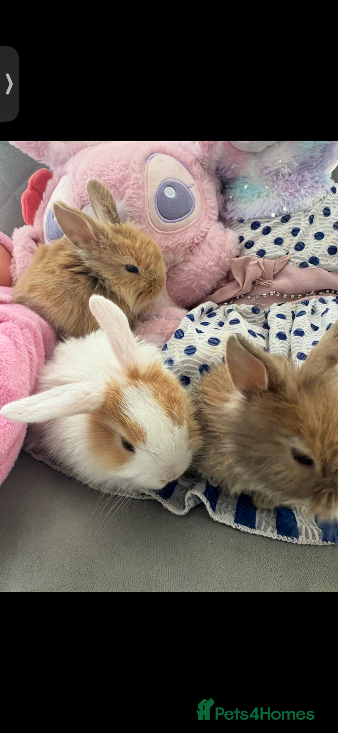 Mini Lop rabbits for sale: Mini Lop/Lion Lop babies - Image 11