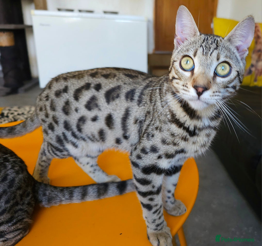 Bengal cats for sale: Gorgeous Brown Rosetted Boy Available  - Advert 16