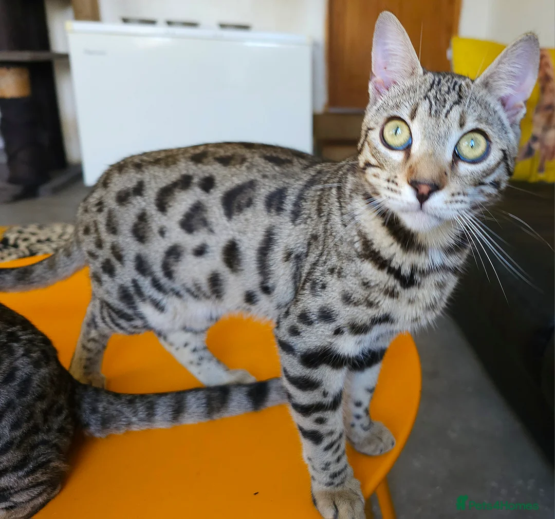 Bengal cats for sale: Gorgeous Brown Rosetted Boy Available  - Advert 16