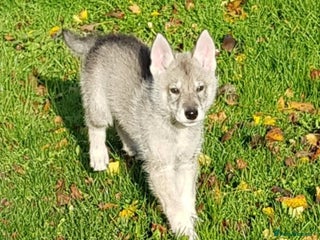 German Shepherd dogs RARE TAMASKAN PUPS. EMBARK PEDIGREE AND REGISTERED - Advert 8