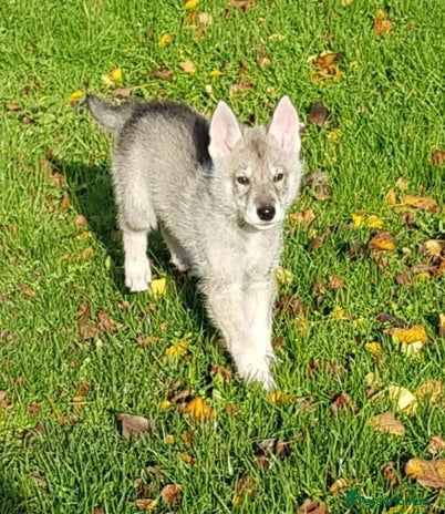 German Shepherd dogs RARE TAMASKAN PUPS. EMBARK PEDIGREE AND REGISTERED - Advert 6