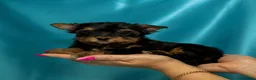 Yorkshire Terrier dogs for sale: 🐾 Cute puppies are looking for a loving home! 🐾 - Advert 2