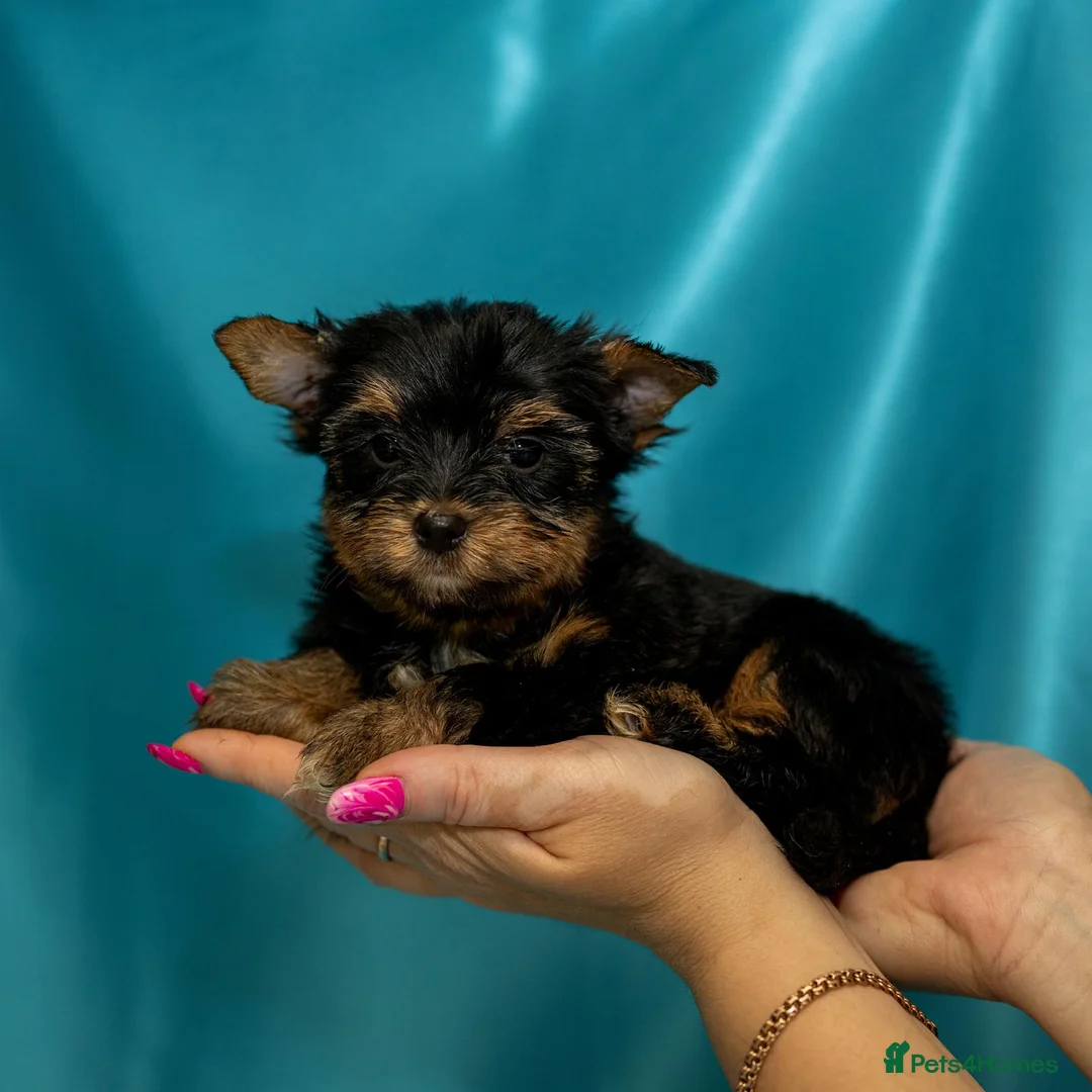 Yorkshire Terrier dogs for sale: 🐾 Cute puppies are looking for a loving home! 🐾 - Advert 2