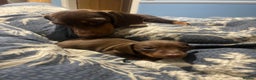 Miniature Dachshund dogs for sale: RARE KC 2 Isabella+tan boys, 1 chocolate and tan  - Advert 5