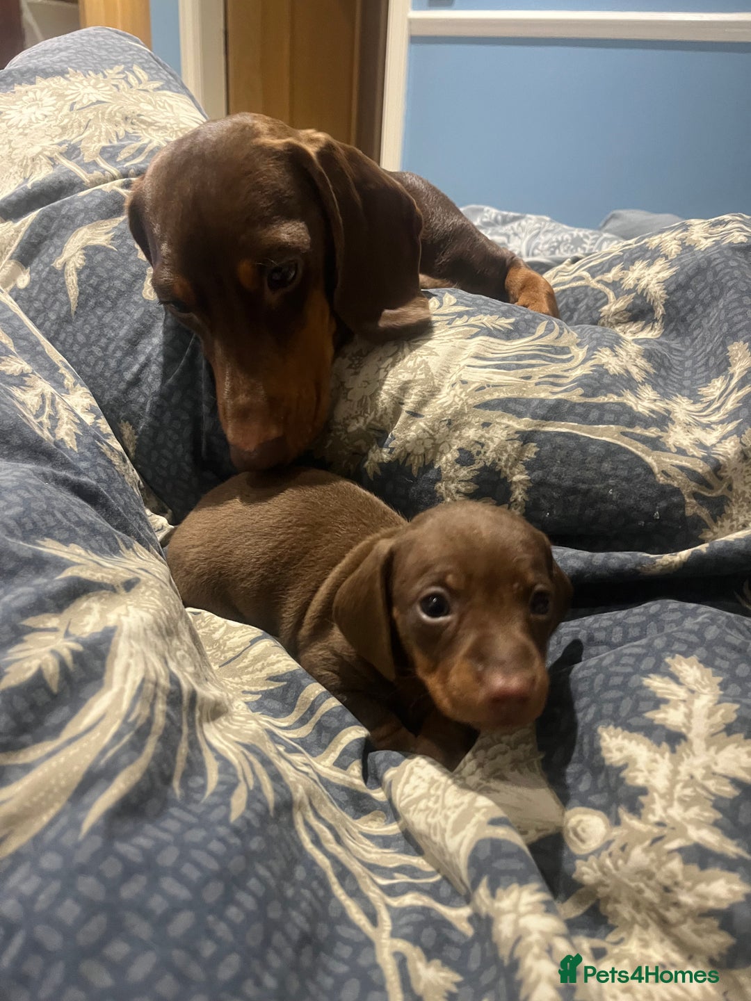 Miniature Dachshund dogs for sale: RARE KC 2 Isabella+tan boys, 1 chocolate and tan  - Advert 5