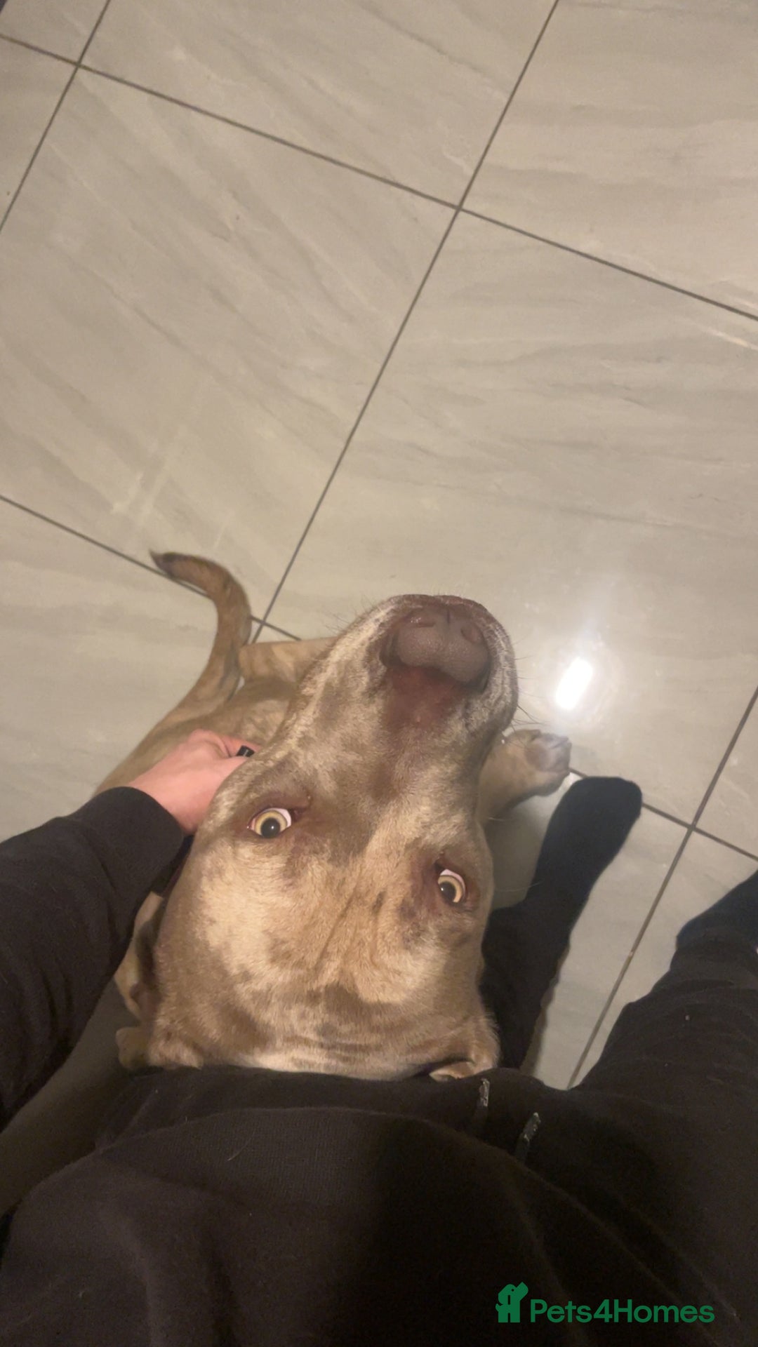 Mixed Breed dogs for sale: Simba - Large Breed - Image 5