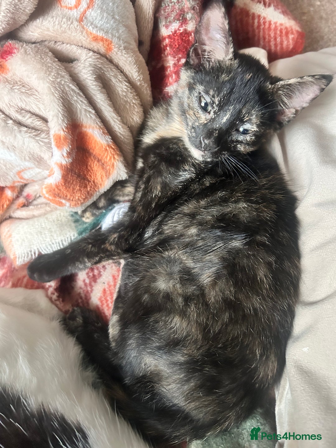 Mixed Breed cats for sale: 5 beautiful kittens ready for a new loving home  - Image 31