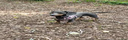 Miniature Dachshund dogs for sale: 3 Stunning Black/Tan Mini Dachshund Girls - Advert 16