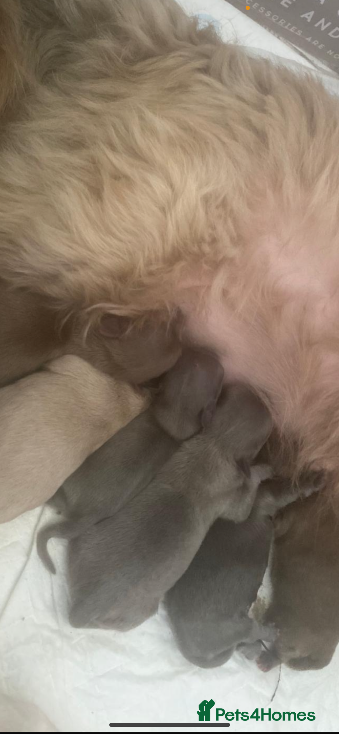 Shih Tzu dogs for sale: Shih tzu furbabies  - Image 13