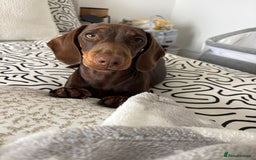 Miniature Dachshund dogs for sale: Chocolate and tan miniature dachshund  - Image 6