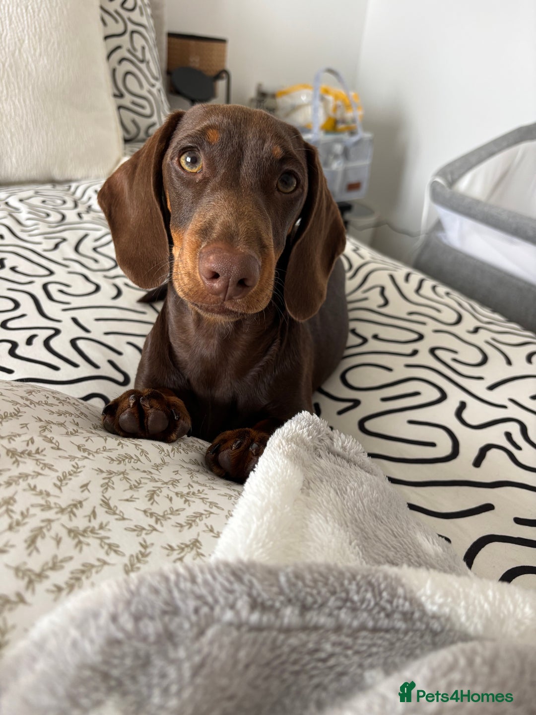 Miniature Dachshund dogs for sale: Chocolate and tan miniature dachshund  - Image 6