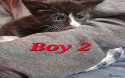 Mixed Breed cats for sale: Gorgeous Tabby x Tuxedo male kitten  - Image 11