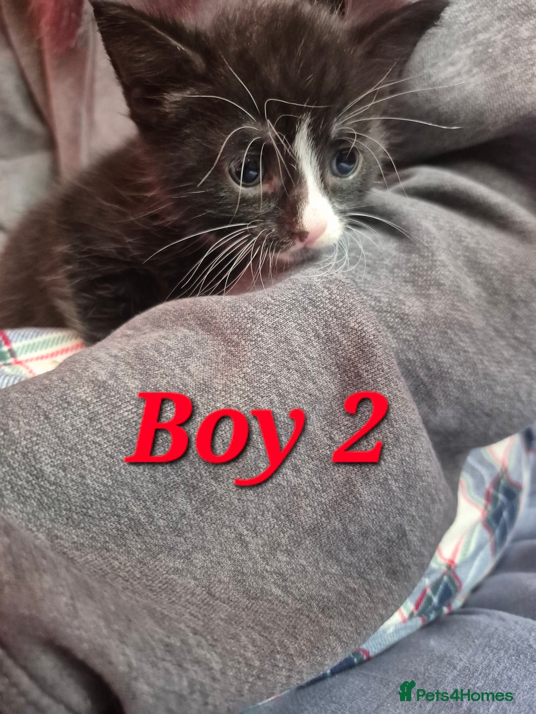 Mixed Breed cats for sale: Gorgeous Tabby x Tuxedo male kitten  - Image 11