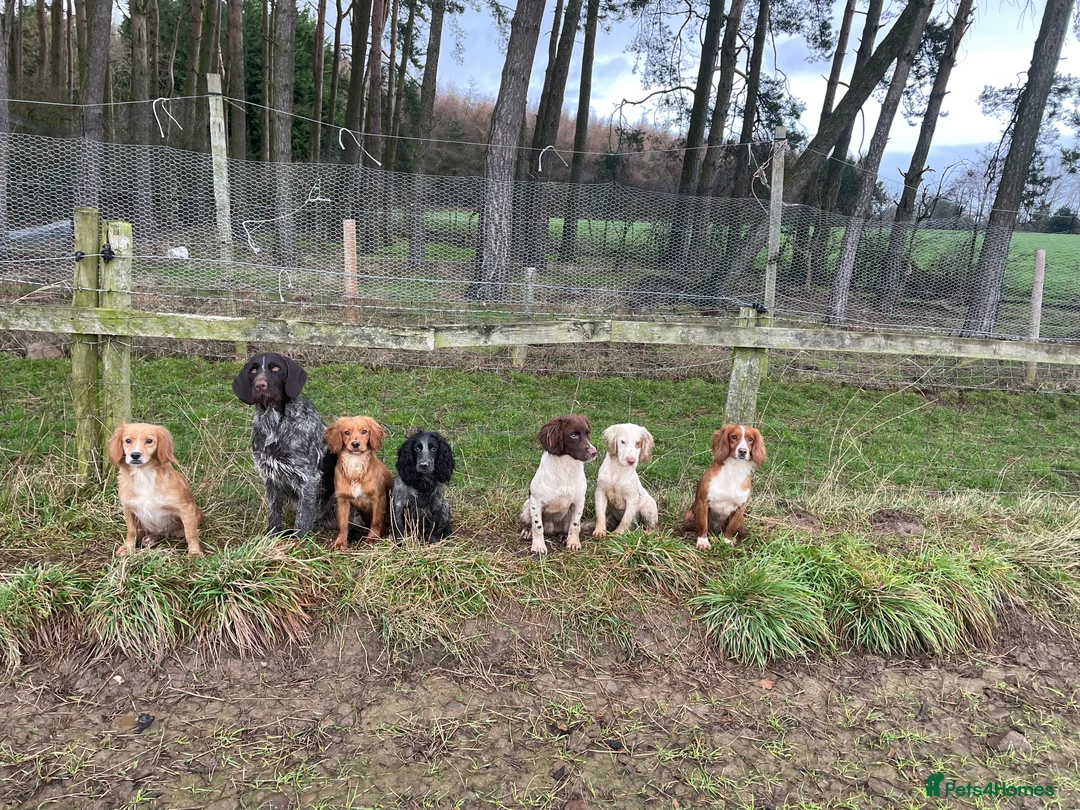 Cocker Spaniel dogs for stud: Small, Compact Health Tested Working Cocker at Stu in Harrogate - Advert 7