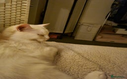 British Longhair cats for sale: Looking for a new home - Image 9