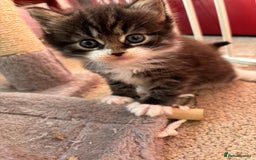 Ragcoon cats for sale: Maine Coon/Ragdoll Cross - Image 11