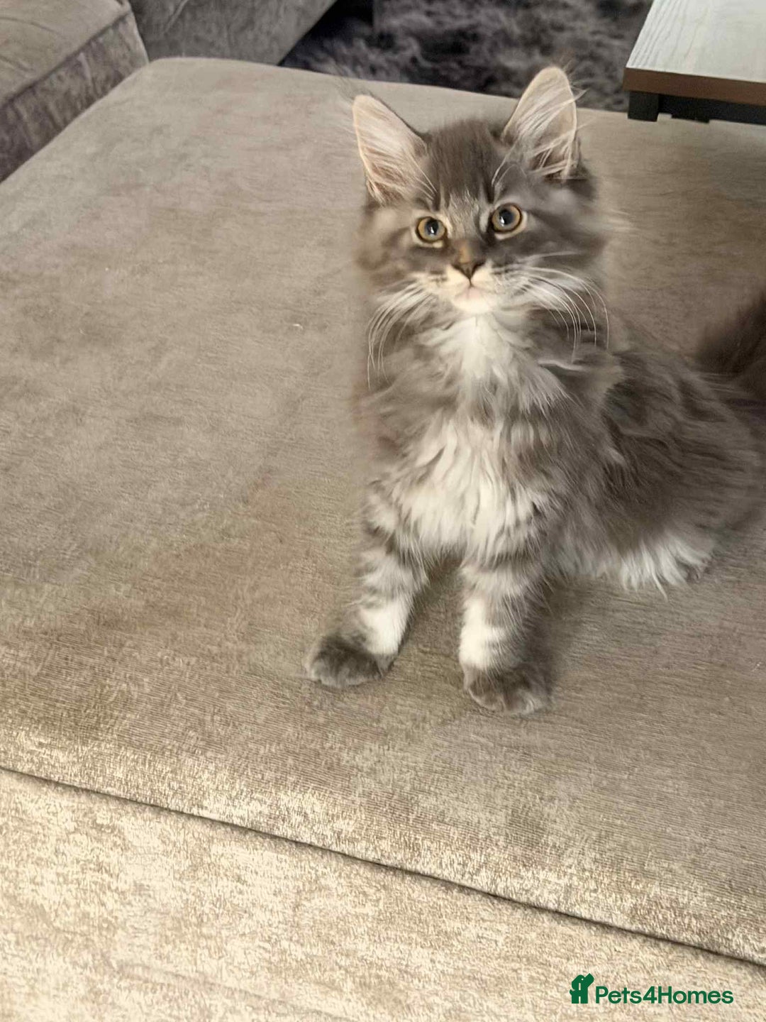 Maine Coon cats for sale: 1 female Maine coons ready to leave now  - Advert 8