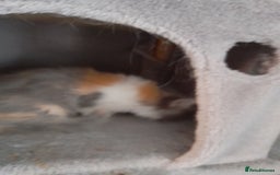 Ragcoon cats for sale: Stunning, and chunky ragcoons  - Image 21