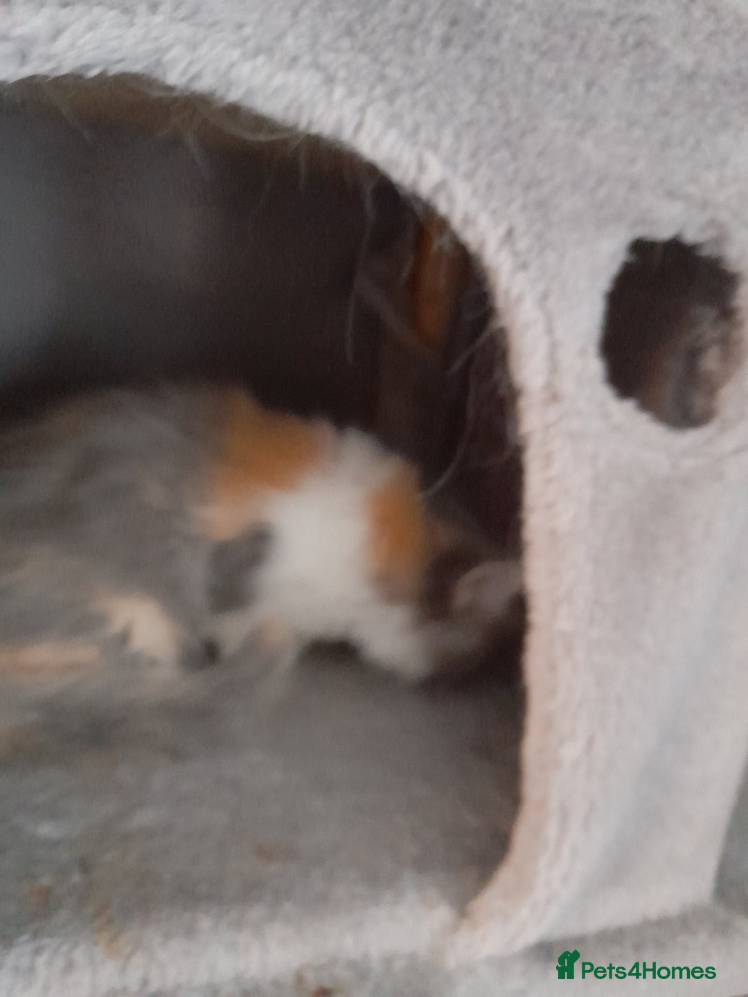 Ragcoon cats for sale: Stunning, and chunky ragcoons  - Image 21