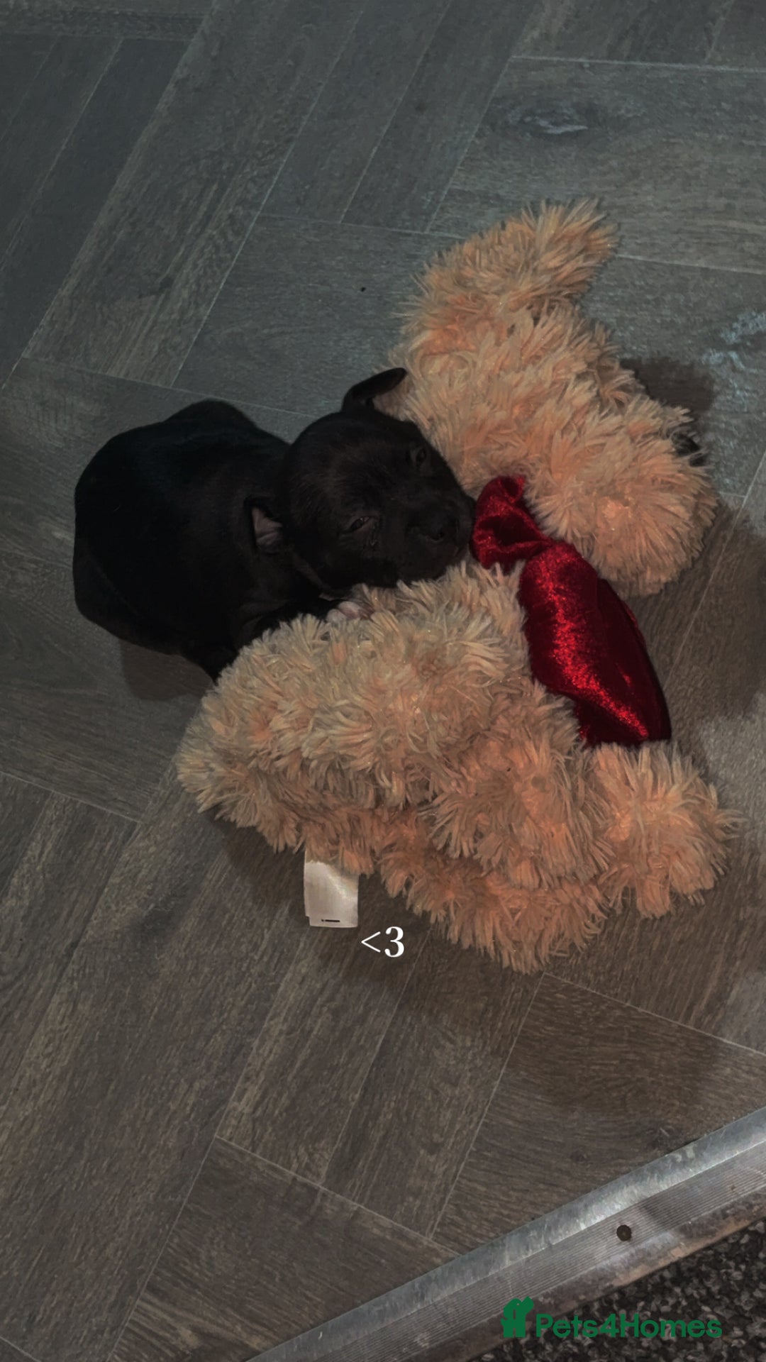 Mixed Breed dogs for sale: Bullypit/labrador pups for sale  - Advert 8