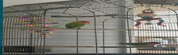 Lovebirds birds for sale: 4-6 month old love bird - Advert 3
